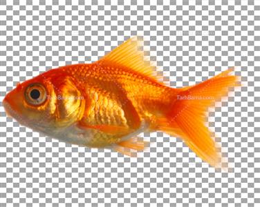 تصویر با کیفیت ماهی قرمز بدون پس زمینه